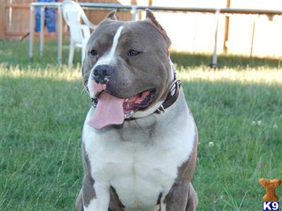 Stud Dogs in ID